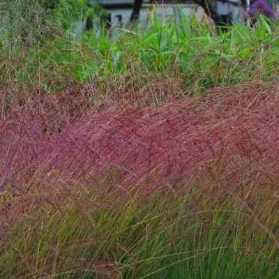 Овсянница АМЕТИСТОВАЯ в Колодищи