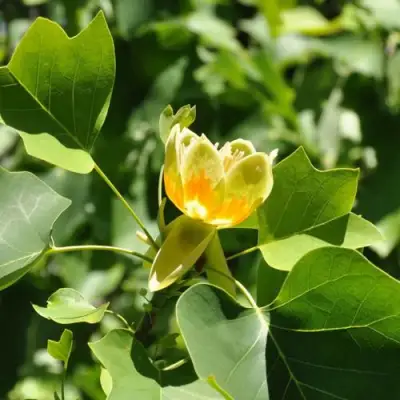 ЛИРИОДЕНДРОН тюльпанный в Колодищи