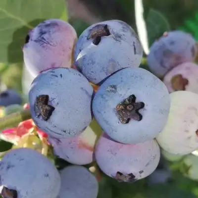 Голубика ХАРРИСОН в Колодищи