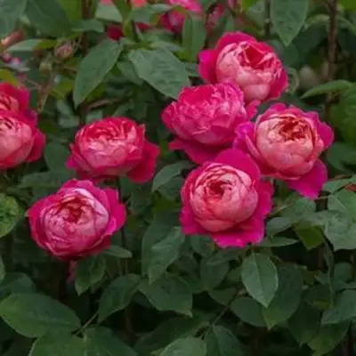 Роза БЕНДЖАМИН БРИТТЕН шраб в Колодищи