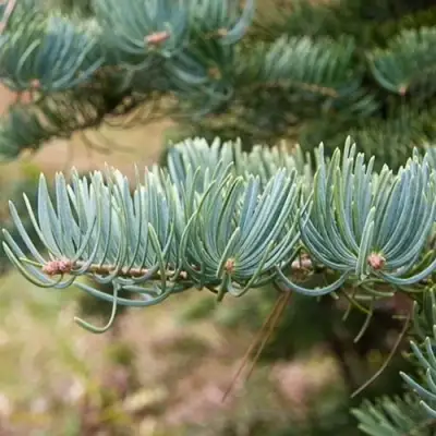 Пихта КОНКОЛОР в Колодищи