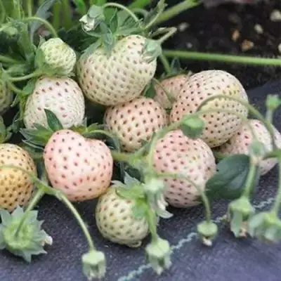 Клубника АНАНАСА ремонтантная в Колодищи