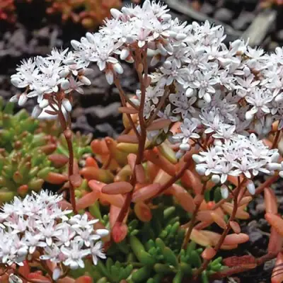 Очиток (седум) КОРАЛ КАРПЕТ белый в Колодищи