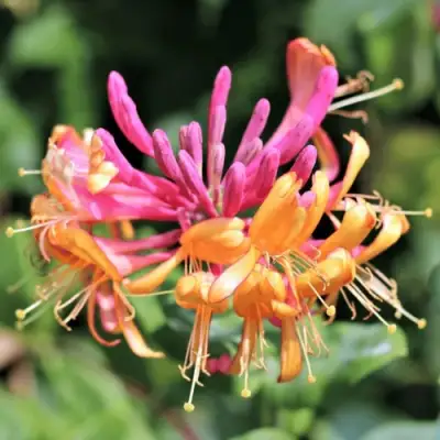 Жимолость ГЕКРОТА в Колодищи