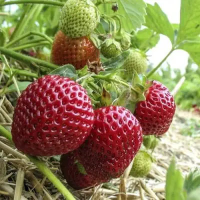 Клубника ЗЕНГА-ЗЕНГАНА в Колодищи