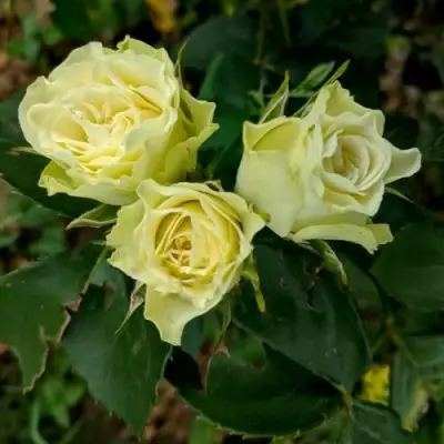 Роза ЛУВИАНА спрей в Колодищи