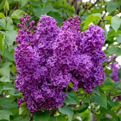 Сирень СУМЕРКИ в Колодищи