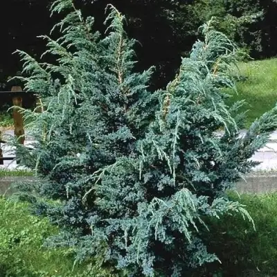 Можжевельник БЛЮ АЛЬПС китайский  в Колодищи