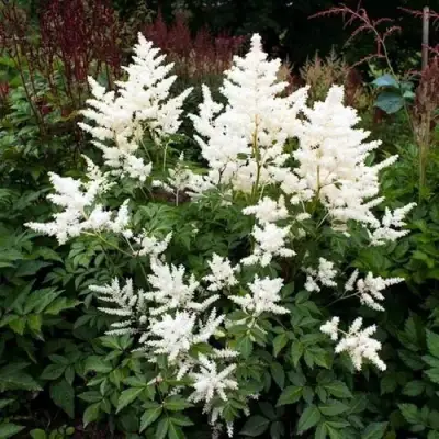 Астильба ДОЙЧЛАНД японская в Колодищи