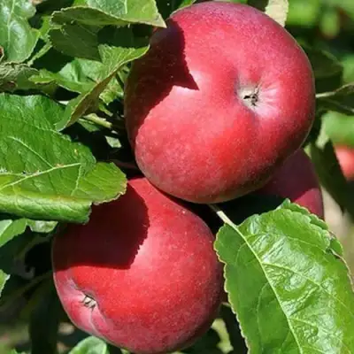 Яблоня СОЗВЕЗДИЕ колонновидная в Колодищи