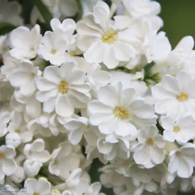 Сирень РОЧЕСТЕР в Колодищи