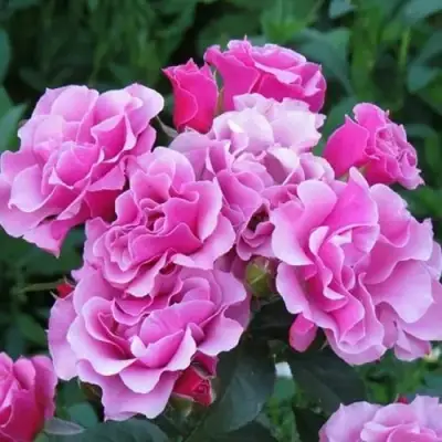 саженцы розы Санта Барбара