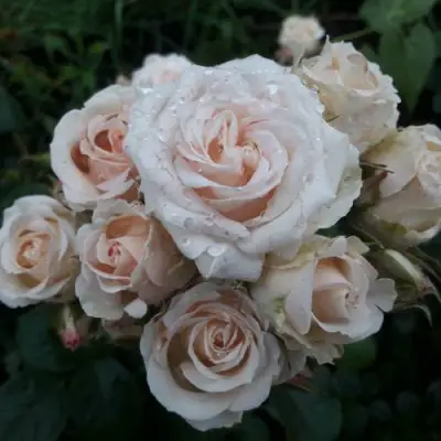 Роза ЯНА спрей в Колодищи