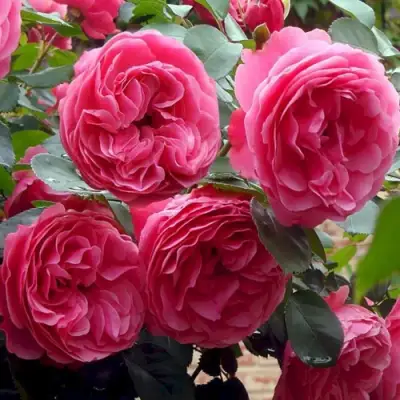 Роза ЛЕОНАРДО ДА ВИНЧИ флорибунда в Колодищи