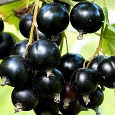 Смородина чёрная СОКРОВИЩЕ в Колодищи