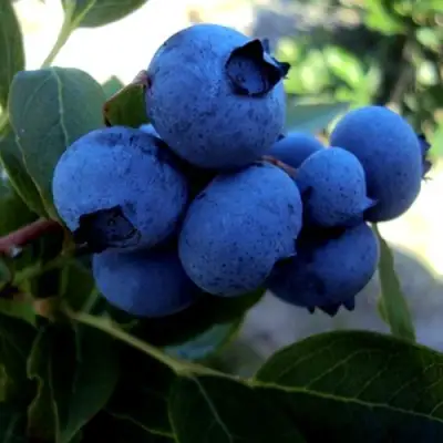 Голубика ДЖЕРСИ в Колодищи