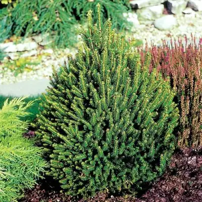 Ель КОМПАКТА обыкновенная в Колодищи