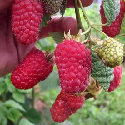 Малина МАРОСЕЙКА в Колодищи