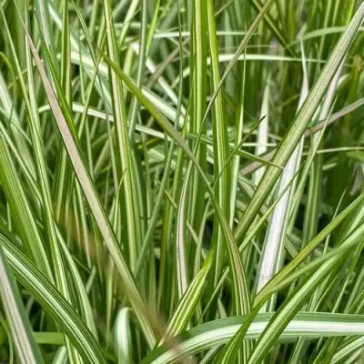 Вейник АВАЛАНШ остроцветковый в Колодищи