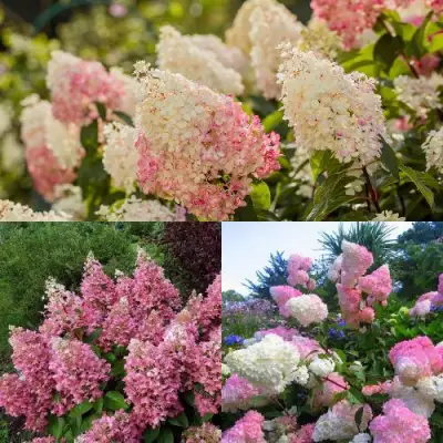 Комплект ЯГОДНОЕ МОРОЖЕНОЕ в Колодищи