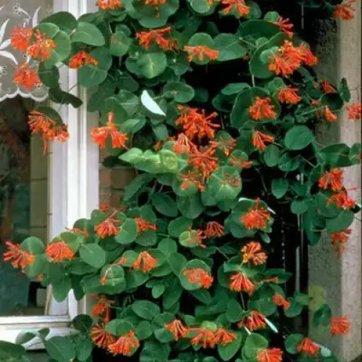 Жимолость ДРОМПОР СКАРЛЕТТ брауна в Колодищи