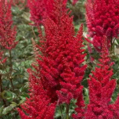 Астильба СКАЙСКРЕЙПЕР китайская в Колодищи