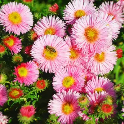 Астра РУДЕЛЬСБУРГ новоанглийская в Колодищи