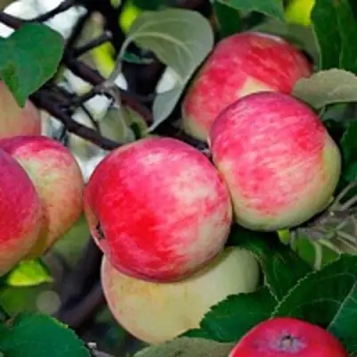 Яблоня СЕРЕБРЯНОЕ КОПЫТЦЕ в Колодищи