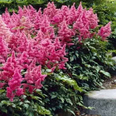 Астильба БОНН японская в Колодищи