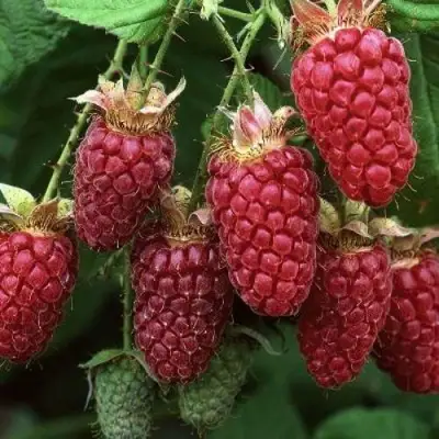 Малина РУБИНОВОЕ ОЖЕРЕЛЬЕ в Колодищи