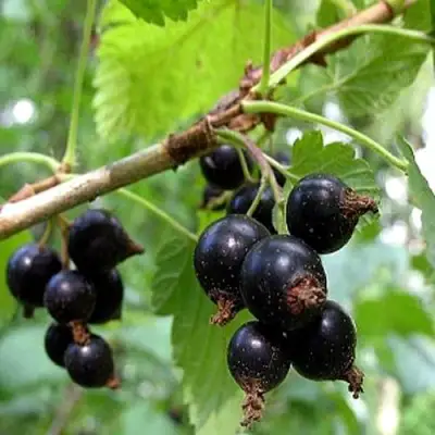 Смородина чёрная БИНАР в Колодищи