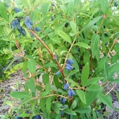 Жимолость съедобная АМФОРА в Колодищи