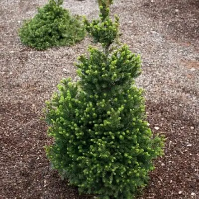 Ель ВИЛС ЦВЕРГ обыкновенная в Колодищи