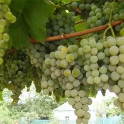 Виноград АНАНАСНЫЙ РАННИЙ в Колодищи