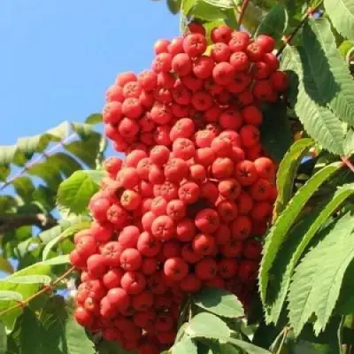 Рябина НЕВЕЖИНСКАЯ сладкоплодная в Колодищи