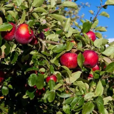 Яблоня СЯБРЫНА в Колодищи