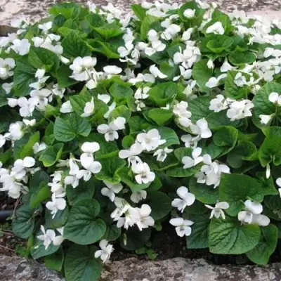 Фиалка АЛЬБИФЛОРА сестринская в Колодищи