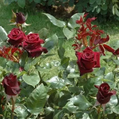 Роза БЛЭК БАККАРА чайно-гибридная в Колодищи