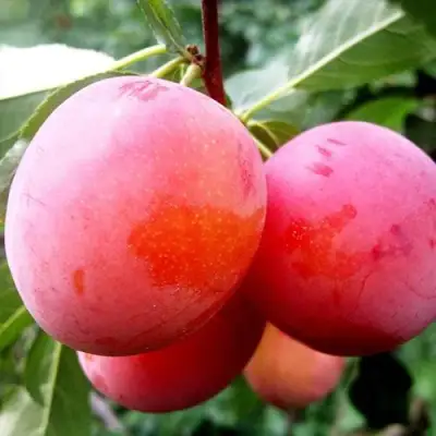 Слива КОМЕТА в Колодищи