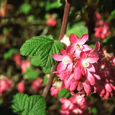 Смородина кроваво-красная ПУЛБОРО СКАРЛЕТ  в Колодищи