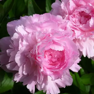 Пион ЛЕТЯЩИЙ ЖУРАВЛЬ травянистый в Колодищи