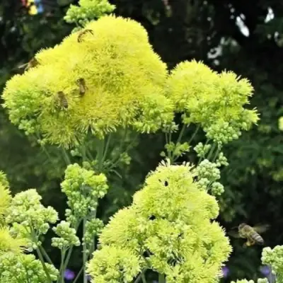 Василистник ГЛАУКУМ желтый в Колодищи