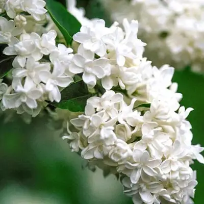 Сирень МАДАМ ЛЕМУАН в Колодищи