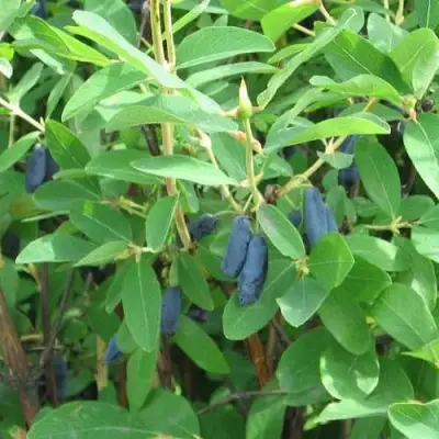 Жимолость съедобная ПУШКИНСКАЯ в Колодищи