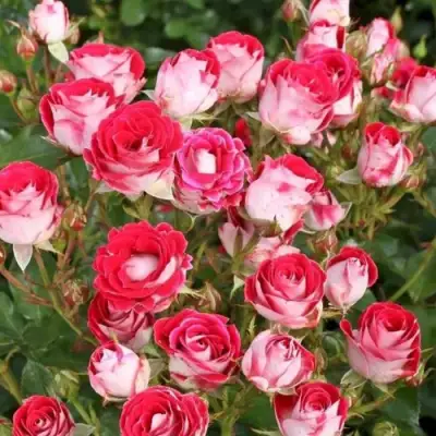 Роза ШОНЕ КОБЛЕНЦЕРИН флорибунда в Колодищи