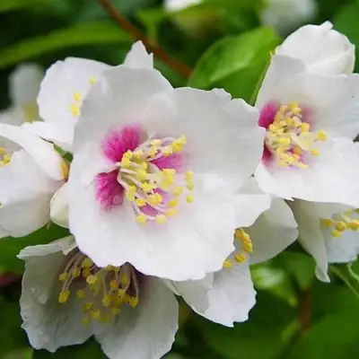 Жасмин БЕЛЬ ЭТУАЛЬ в Колодищи