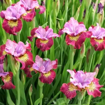 Ирис МИСС ЭППЛ сибирский в Колодищи