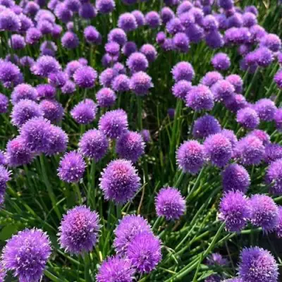 Лук-шнитт в Колодищи