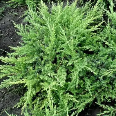 Можжевельник ШЛЯГЕР прибрежный в Колодищи