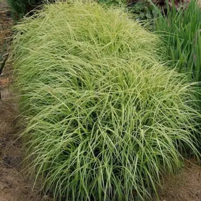 Осока ВАРИЕГАТА пальмолистная в Колодищи